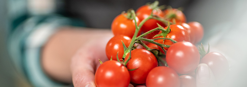 The director of FUNIBER Italy addresses the prevention of fungal infections in cherry tomato