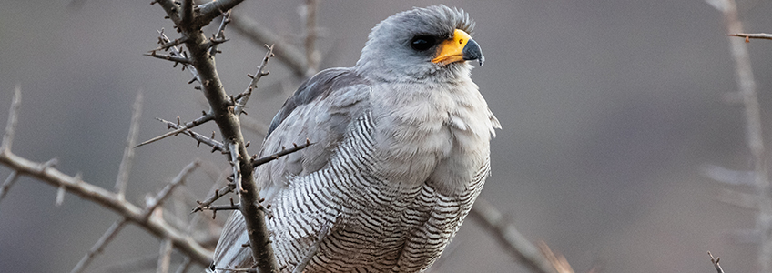 The director of FUNIBER Guatemala participates in a bird species classification study