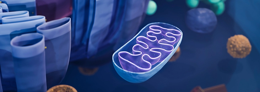 Dr. Maurizio Battino is participating in a study examining the role of coenzyme Q in dietary anti-aging therapy