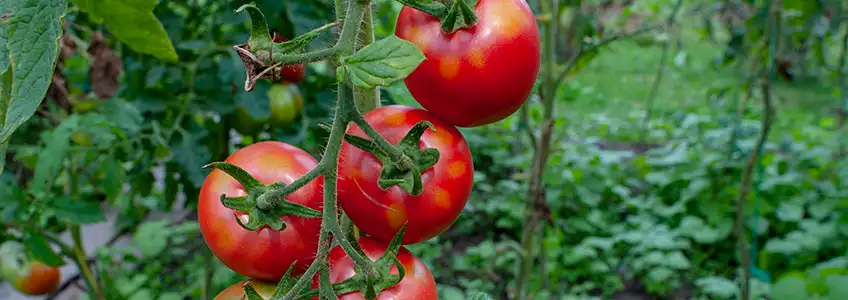 FUNIBER disseminates international study on artificial intelligence to detect diseases in tomato leaves